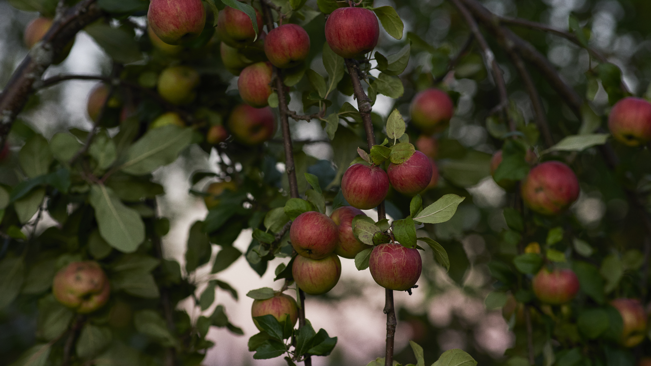 Isciderprovning Brännland Iscider!