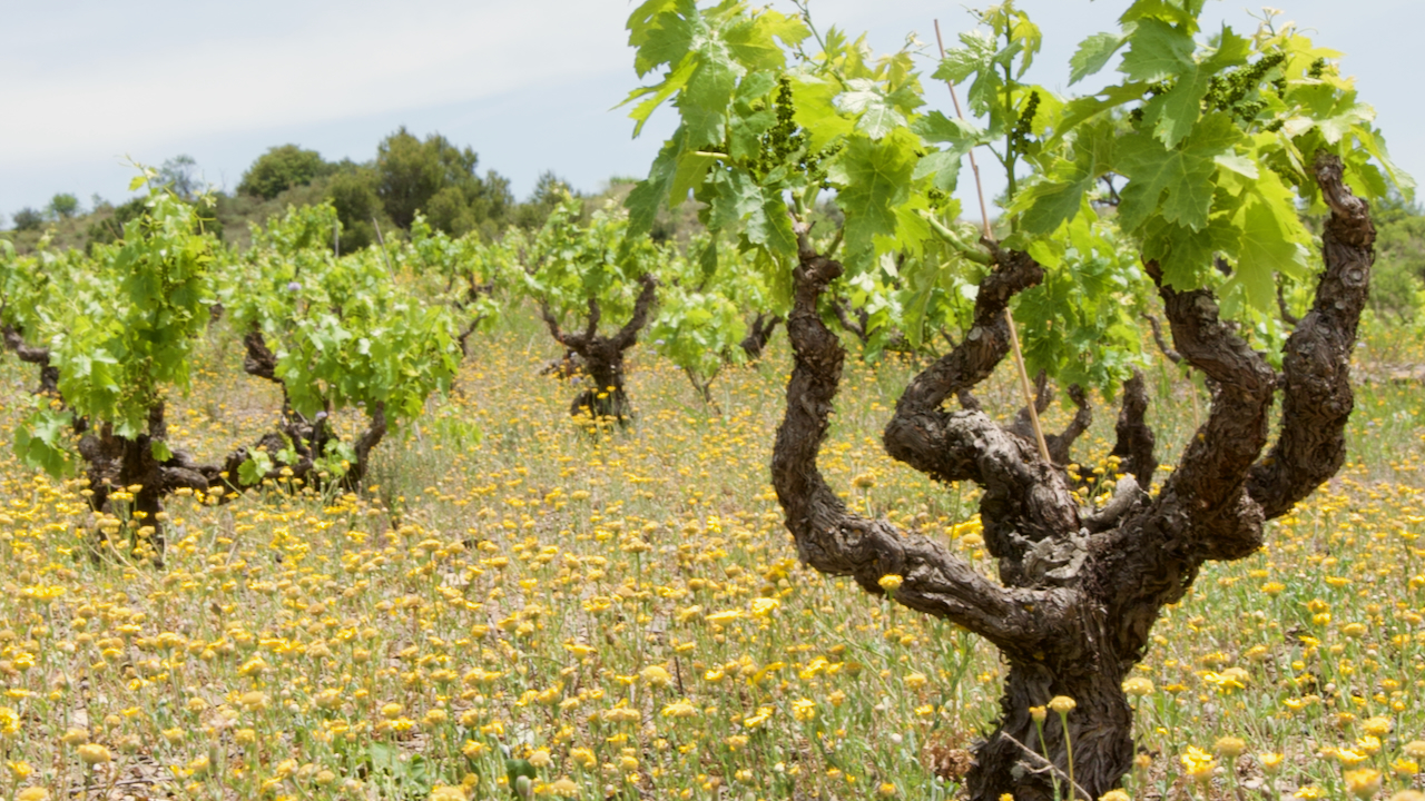 Upptäck Priorat!