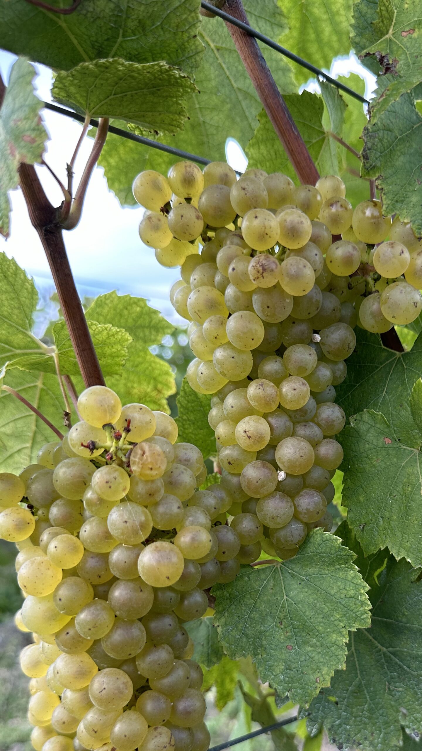 Champagneprovning